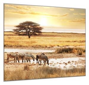 Obraz skleněný zebry na Safari - 40 x 40 cm