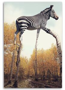 Obraz na plátně Zebra a březové nohy - Patryk Andrzejewski Rozměry: 40 x 60 cm