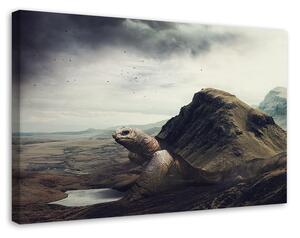 Obraz na plátně Želva obrovská v poušti - Patryk Andrzejewski Rozměry: 60 x 40 cm