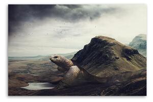 Obraz na plátně Želva obrovská v poušti - Patryk Andrzejewski Rozměry: 60 x 40 cm