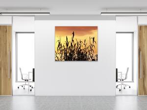 Obraz skleněný tráva v západu slunce - 40 x 40 cm