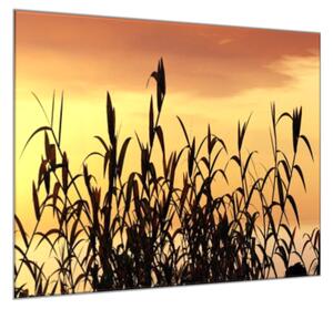 Obraz skleněný tráva v západu slunce - 34 x 34 cm