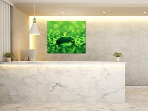 Obraz skleněný čtvercový kapka vody na zeleném skle - 40 x 40 cm