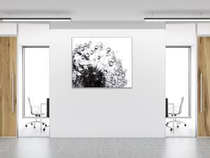 Obraz skleněný čtvercový odkvetlá černobílá pampeliška s rosou - 40 x 40 cm