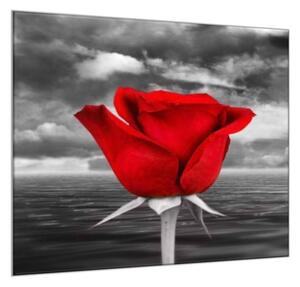 Obraz skleněný čtvercový květ červené růže na šedém pozadí - 55 x 55 cm
