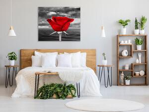 Obraz skleněný čtvercový květ červené růže na šedém pozadí - 55 x 55 cm