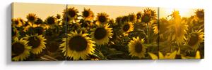 Obraz slunečnicového pole (170x50 cm)