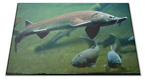 Skleněné prkénko ryba jeseter - 30x20cm