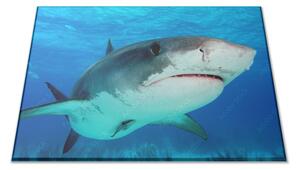 Skleněné prkénko žralok v moři - 30x20cm