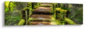 Obraz schodů v deštném pralese (170x50 cm)