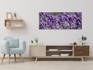 Obraz skleněný květy fialové levandule - 50 x 70 cm
