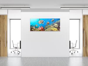 Obraz skleněný mořský svět - 50 x 70 cm