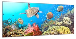 Obraz skleněný mořský svět - 60 x 90 cm