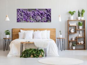 Obraz skleněný květy fialové levandule - 100 x 150 cm