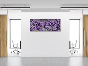 Obraz skleněný květy fialové levandule - 30 x 60 cm