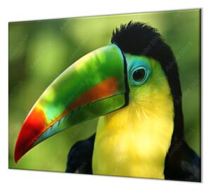 Ochranné sklo za varnou desku papoušek tukan - 52x60cm / S lepením na zeď
