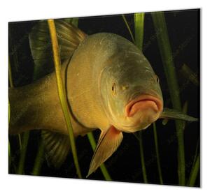 Ochranná deska lín kaprovitá ryba - 50x70cm / S lepením na zeď
