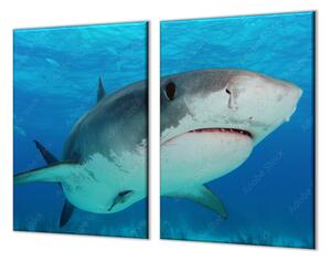 Ochranná deska dravá ryba žralok v moři - 40x40cm / S lepením na zeď