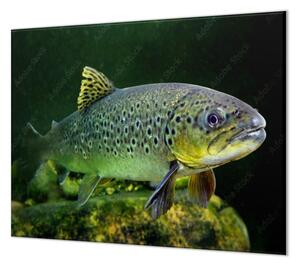 Ochranná deska ryba pstruh pod hladinou - 50x70cm / S lepením na zeď