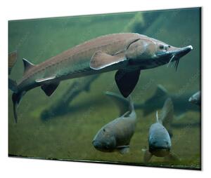 Ochranná deska ryba jeseter ve vodě - 40x60cm / S lepením na zeď