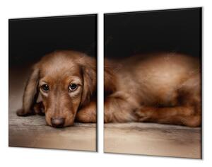 Ochranná deska ležící pes hnědý jezevčík - 52x60cm / S lepením na zeď