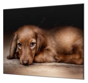Ochranná deska ležící pes hnědý jezevčík - 52x60cm