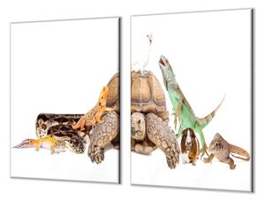 Ochranná deska želva, leguán, morče, papoušek - 52x60cm / S lepením na zeď