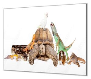 Ochranná deska želva, leguán, morče, papoušek - 40x60cm / S lepením na zeď