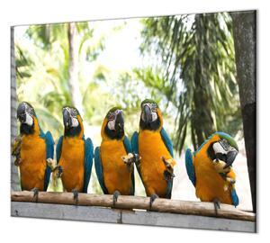 Ochranná deska papoušek ara ararauna s banánem - 50x70cm / S lepením na zeď