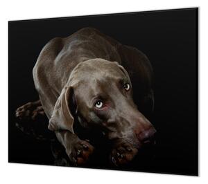 Ochranná deska ležící pes výmarský ohař - 40x60cm