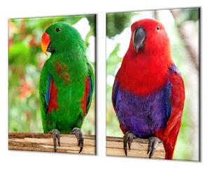 Ochranná deska papoušek samec a samice eclektus - 52x60cm / S lepením na zeď