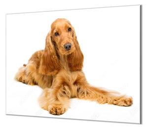 Ochranná deska krásný pes kokršpaněl - 40x60cm / S lepením na zeď