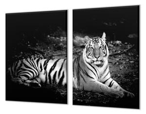 Ochranná deska bílý tygr, černý podklad - 52x60cm / S lepením na zeď