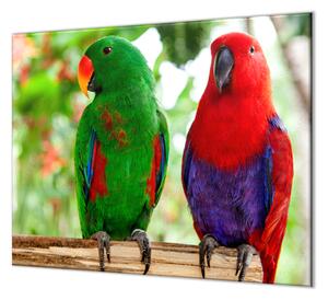 Ochranná deska papoušek samec a samice eclektus - 40x40cm
