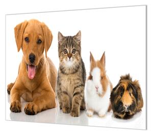Ochranná deska zvířata pes, kočka, králík, morče - 50x70cm / S lepením na zeď