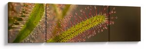 Obraz rostliny (170x50 cm)