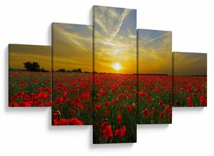 Obraz pole vlčích máků (125x70 cm)