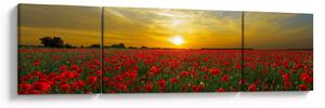 Obraz pole vlčích máků (170x50 cm)