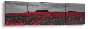 Obraz vlčích máků (170x50 cm)