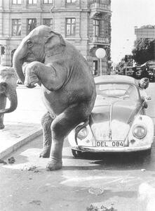 Fotografie Elephant on VW, ca. 1950, exact place unknown, Cuba, Caribbean, Central America, 1950, (30 x 40 cm)