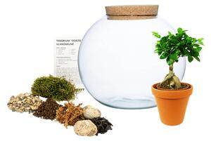 Skleněná váza boule s korkovým špuntem OSÁZEJ SI SÁM Ficus Microcarpa Ginseng, L