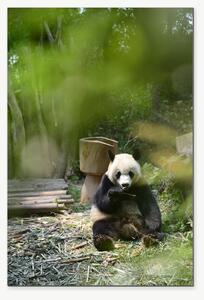 Panda velká v bambusovém háji – Jednodílný obraz, 40 × 60 cm