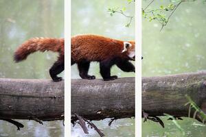 Červená panda na kmeni – Třídílný obraz A, 90 × 60 cm