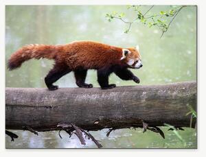 Červená panda na kmeni – Jednodílný obraz, 40 × 30 cm