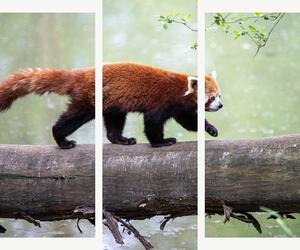 Červená panda na kmeni – Třídílný obraz B, 120 × 100 cm
