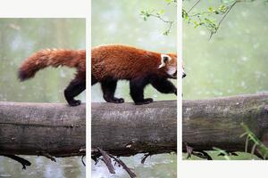 Červená panda na kmeni – Třídílný obraz C, 150 × 100 cm