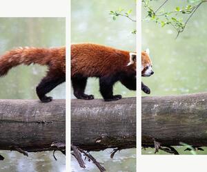 Červená panda na kmeni – Třídílný obraz C, 120 × 100 cm