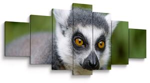 Obraz lemura (210x100 cm)