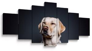 Obraz labradora (210x100 cm)