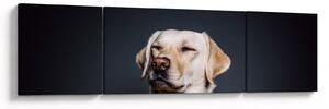 Obraz labradora (170x50 cm)
